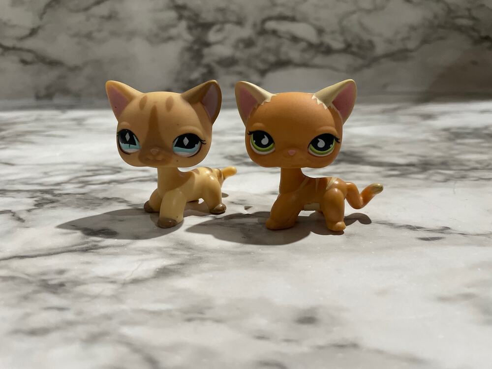 Authentic orange shorthair cat bundle!